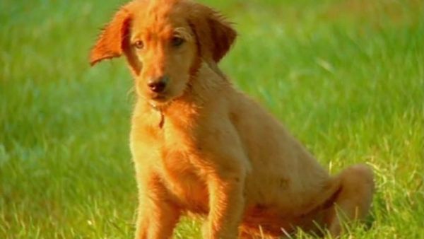 Baby Einstein Classics: Animal Favorites - Baby Dolittle: Neighborhood Animals