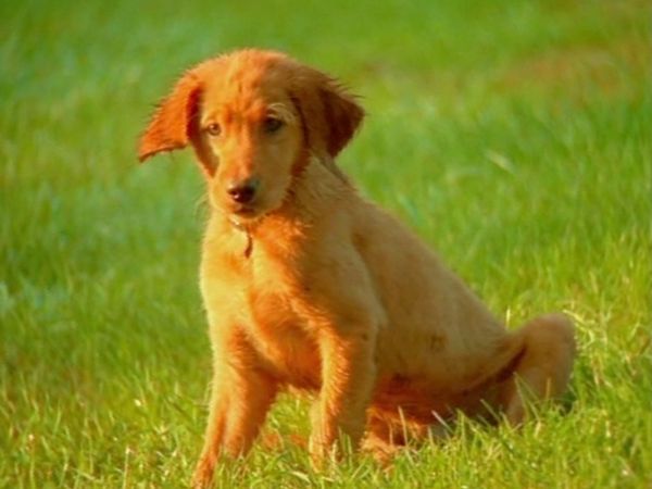 Baby Einstein Classics: Animal Favorites - Baby Dolittle: Neighborhood Animals