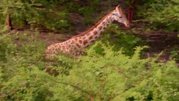 Baby Einstein Classics: Animal Favorites - Baby Dolittle: World Animals