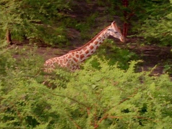 Baby Einstein Classics: Animal Favorites - Baby Dolittle: World Animals