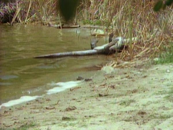 Tarzan - Tarzan and the Deadly Delusions