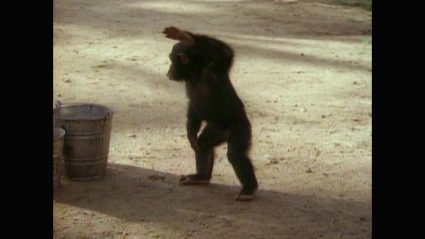 Tarzan - Tarzan and the Karate Warriors