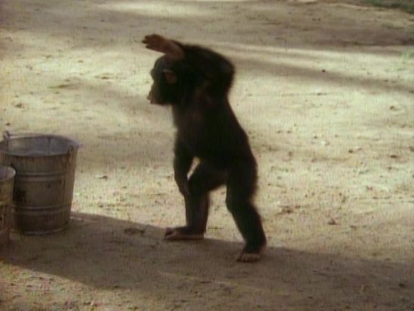 Tarzan - Tarzan and the Karate Warriors