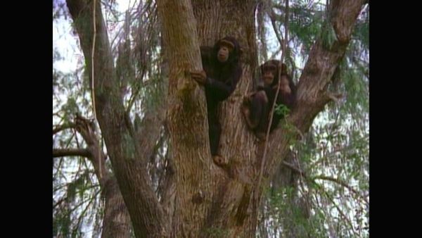 Tarzan - Tarzan and the Polluted River