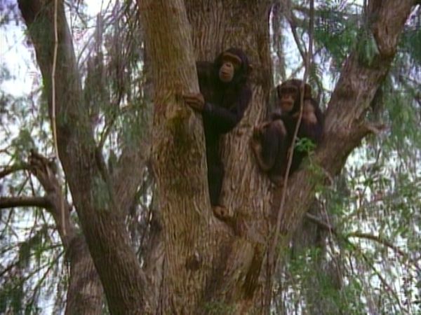 Tarzan - Tarzan and the Polluted River