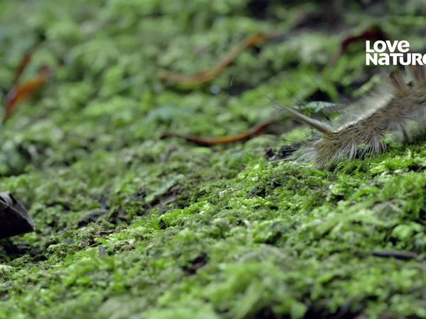 A Incrível Madagascar - Ilha a Deriva