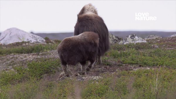 Segredos do Ártico - Outono na Tundra