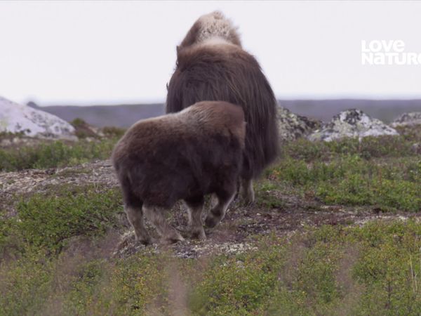 Segredos do Ártico - Outono na Tundra