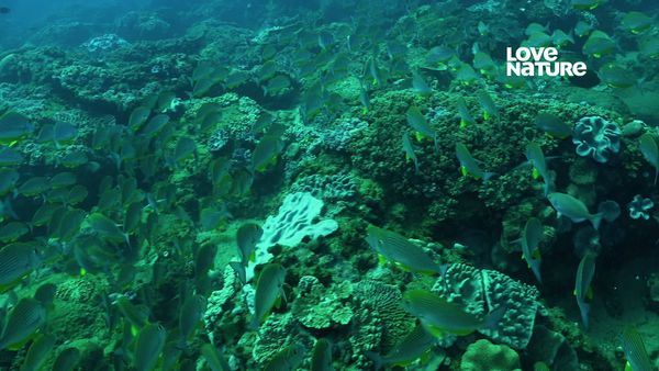 África Costeira - Santuário do Oceano Índico