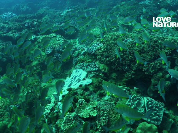 África Costeira - Santuário do Oceano Índico