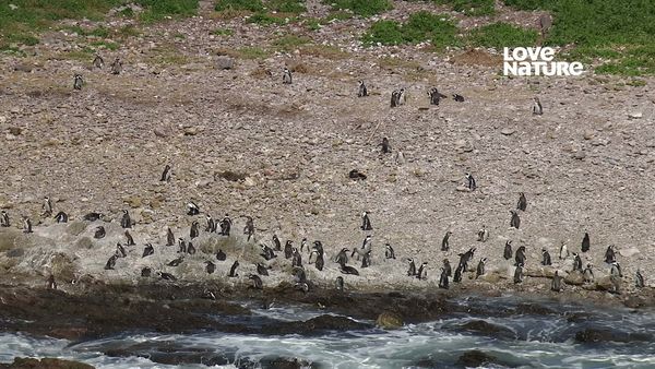 África Costeira - Baía de Algoa: Último Refúgio do Pinguim Africano