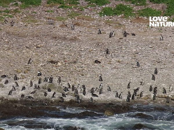 África Costeira - Baía de Algoa: Último Refúgio do Pinguim Africano