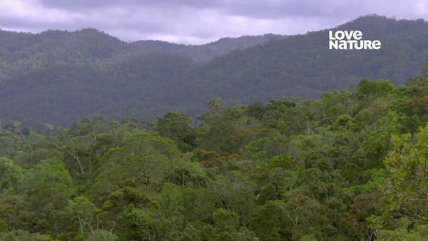 A Incrível Madagascar - Espírito Lêmure