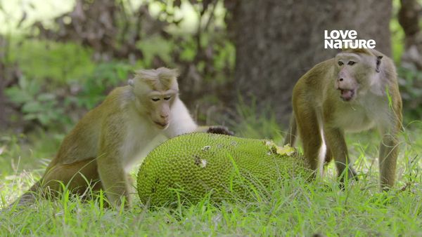 Ilha dos Macacos - A Historia de uma Mãe
