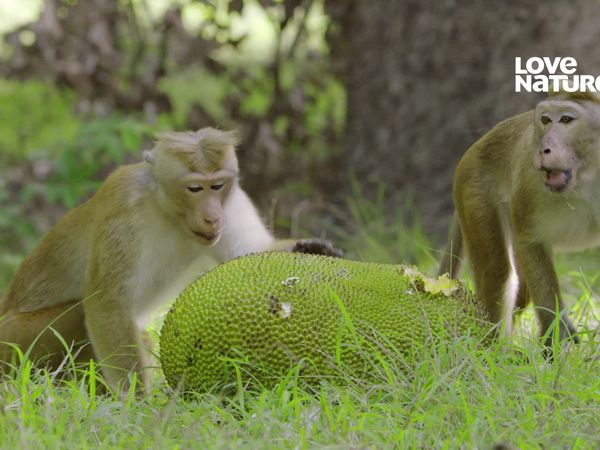 Ilha dos Macacos - A Historia de uma Mãe