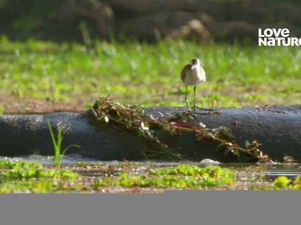 Vale Indomável - A Lagoa dos Hipopótamos