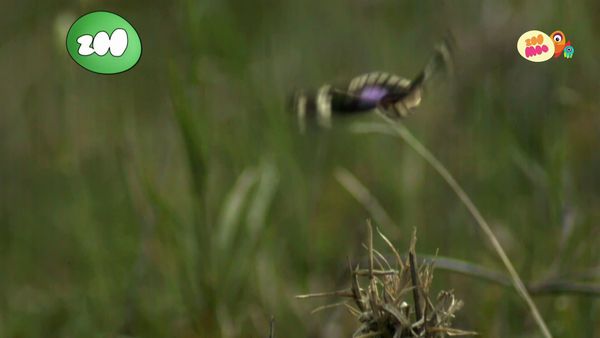 Jogo Animal - Comedores Estranhos