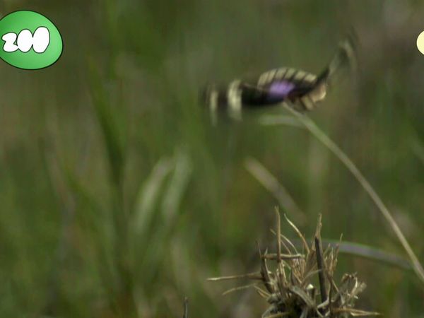 Jogo Animal - Comedores Estranhos