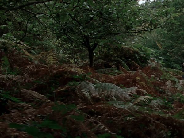 Los asesinatos de Midsomer - La vida de Midsomer