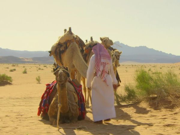 Wildest Middle East - Wildest Middle East