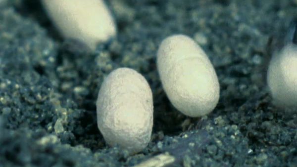 Secret Nature - Planet of the Ants