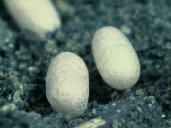 Secret Nature - Planet of the Ants