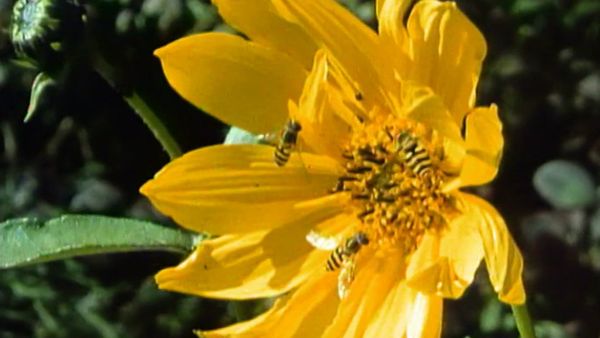 Secret Nature - Incredible Flies