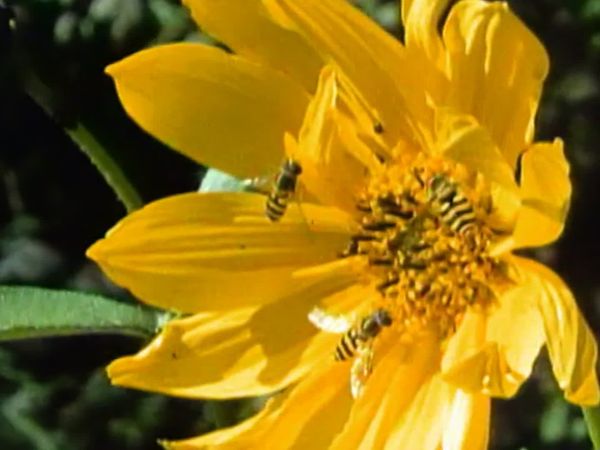 Secret Nature - Incredible Flies