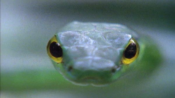 Secret Nature - Snake Secrets
