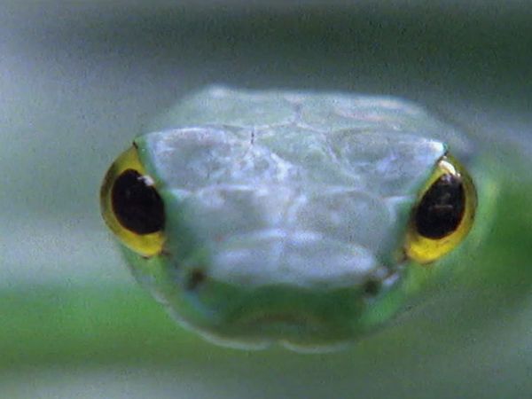 Secret Nature - Snake Secrets