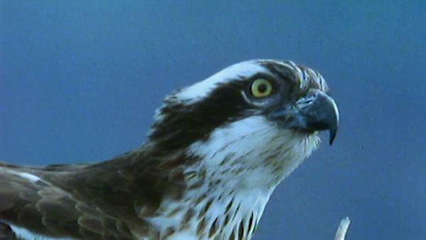 Secret Nature - Nature's Airforce