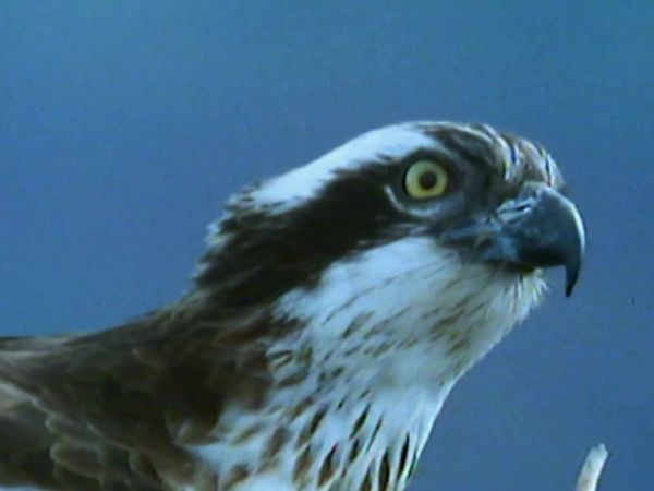 Secret Nature - Nature's Airforce