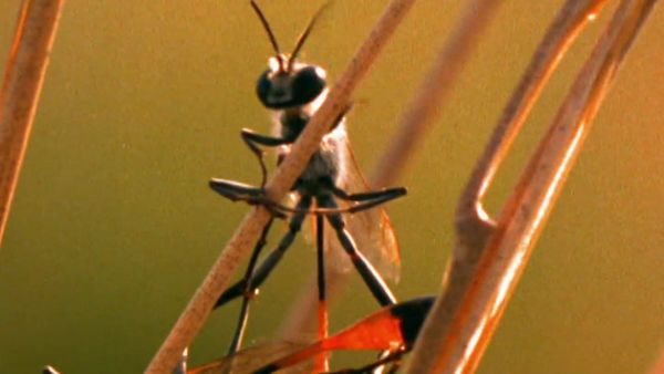 Secret Nature - Busy as a Bee