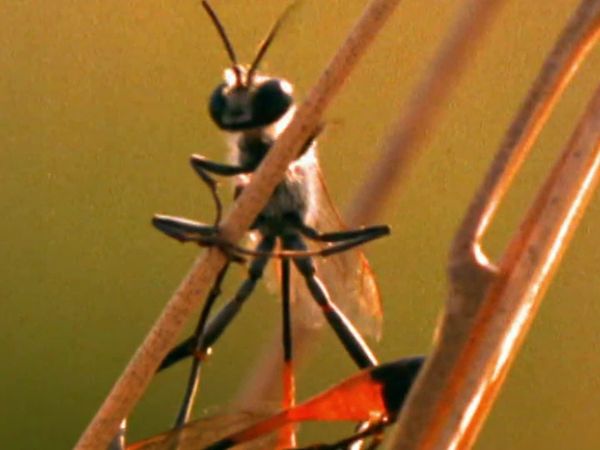 Secret Nature - Busy as a Bee