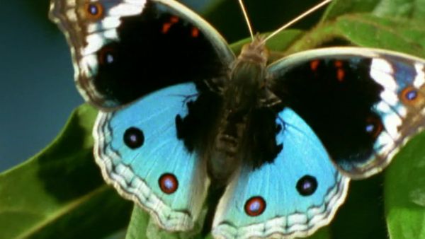 Secret Nature - Caterpillar to Catwalk
