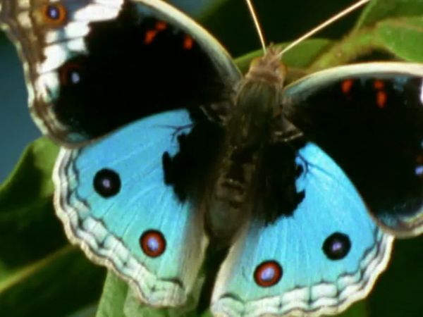 Secret Nature - Caterpillar to Catwalk