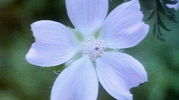 Secret Nature - Flower Power