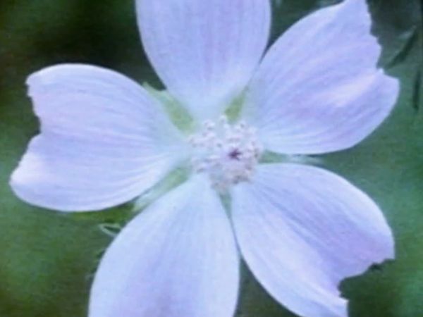 Secret Nature - Flower Power