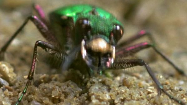 Secret Nature - Beetle Mania