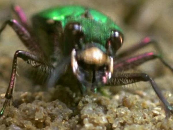 Secret Nature - Beetle Mania