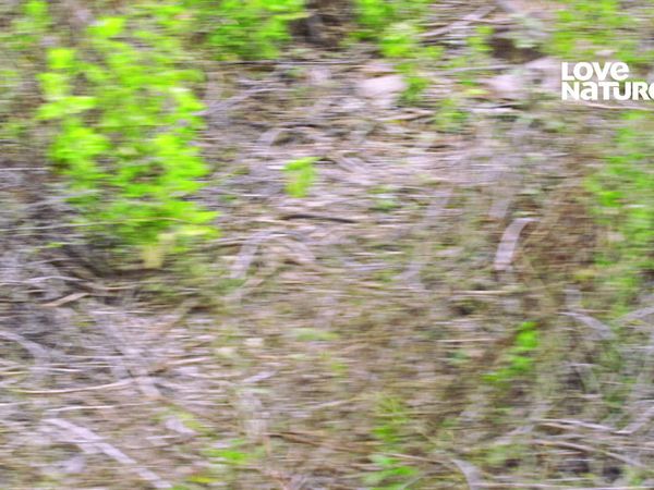 América Latina Selvagem - Reino do Urso de Óculos