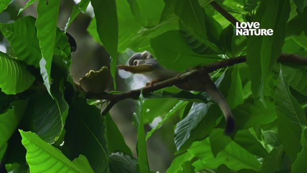 América Latina Selvagem - Ilha do Macaco Esquilo