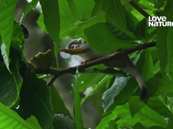América Latina Selvagem - Ilha do Macaco Esquilo