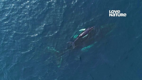 América Latina Selvagem - Baleia Jubarte O Nascimento de um Gigante