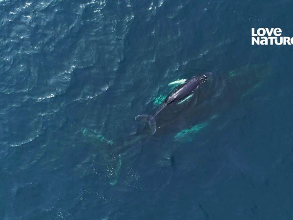 América Latina Selvagem - Baleia Jubarte O Nascimento de um Gigante