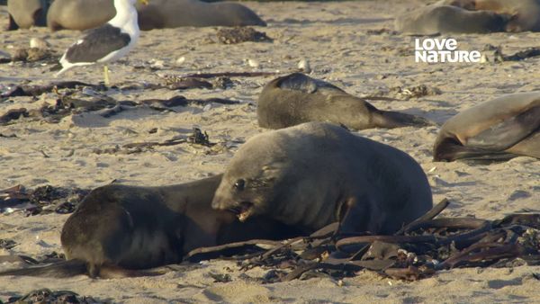 África: Maravilhas do Mundo Marinho - Lobos Marinhos Sul Africanos