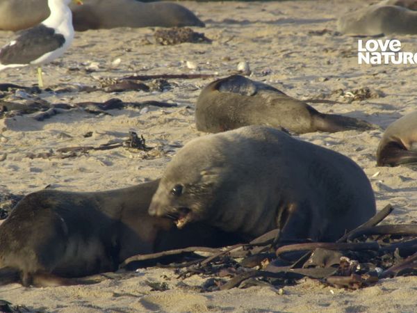 África: Maravilhas do Mundo Marinho - Lobos Marinhos Sul Africanos