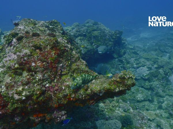 África: Maravilhas do Mundo Marinho - Os Reinos das Dunas