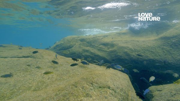 África: Maravilhas do Mundo Marinho - Lago Malawi