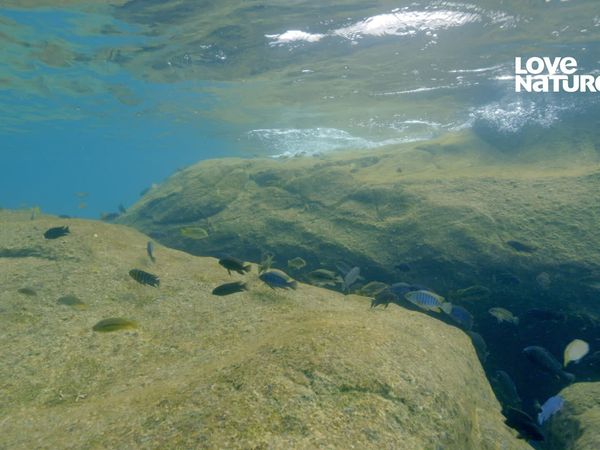 África: Maravilhas do Mundo Marinho - Lago Malawi